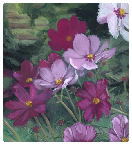 Rosafarbene Kosmeen bei Licht und Schatten